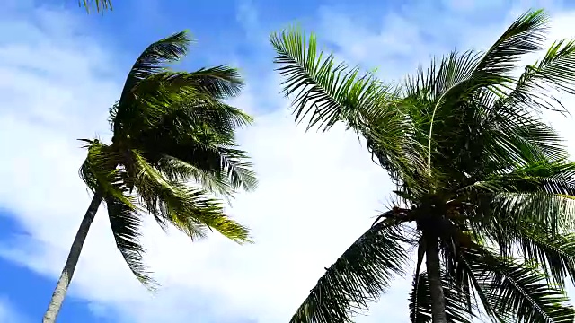 棕榈滩视频素材