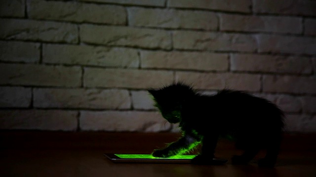 一只小黑猫在晚上玩着屏幕平板电脑。玩得开心，在屏幕上跳跃视频下载