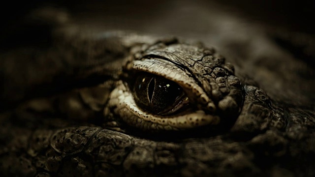 鱷魚閉上眼睛，又睜開眼睛視頻素材