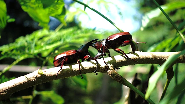 犀牛甲虫在一根树枝上打斗4k视频。视频素材