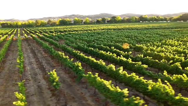 空中美丽的葡萄园日落视频素材