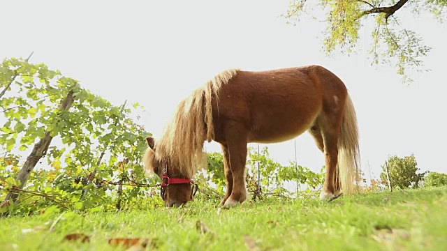 棕色小马在草地上吃草，小马吃草，特写视频下载