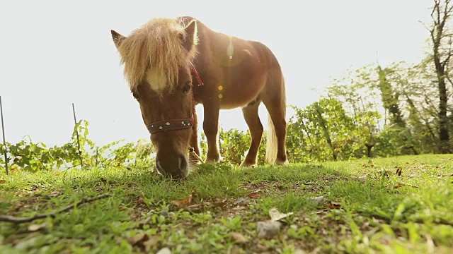 棕色的小马在草地上吃草，小马吃草，近距离看，棕色的小马视频下载