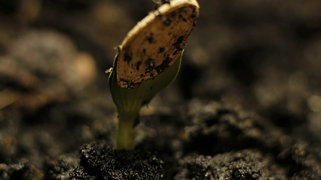 发芽种子在地面农业中的生长，春季，夏季，时间间隔视频下载