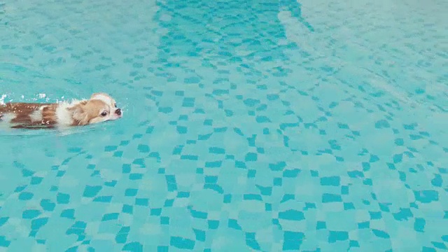 吉娃娃狗喜欢在游泳池游泳视频下载