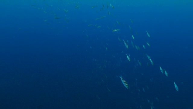 刺鱼群，日本，海底视频下载
