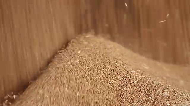 小麦谷物特写视频素材