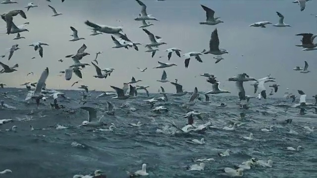 北海鳥類瘋狂進食視頻素材