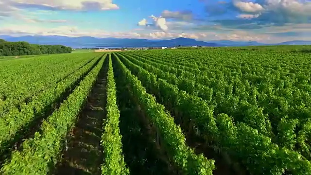 绿色的葡萄园和美丽的蓝天视频下载