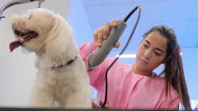 健康的狗在宠物店和修剪头发的女人视频下载