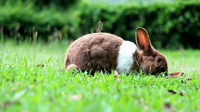 兔子在田野里寻找食物视频素材