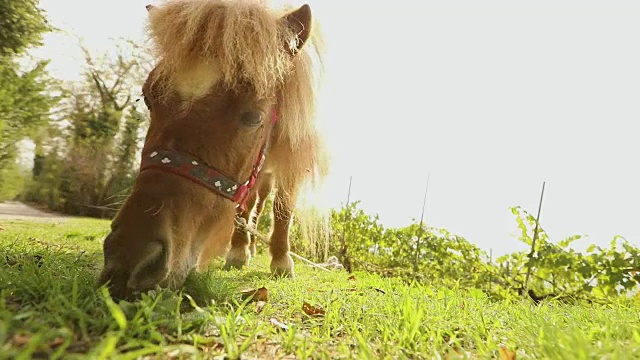 镜头后面的棕色小马正在吃草，小马正在吃草，特写镜头视频下载