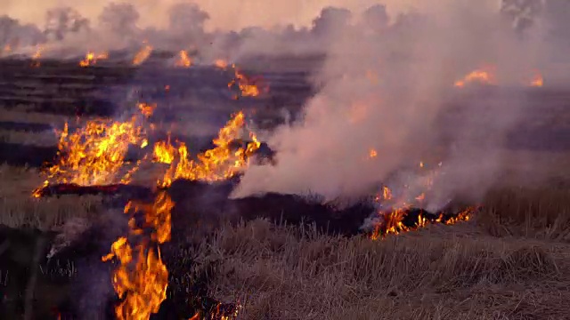 燃烧稻田导致全球变暖。视频素材
