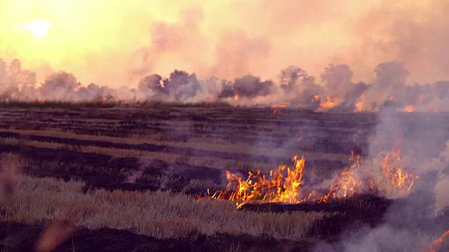燃烧稻田导致全球变暖。视频素材