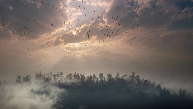 日落时，一群鸟飞过雾林视频下载