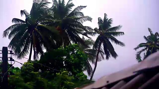 极端天气:台风风暴使椰子树弯曲视频素材