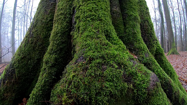 苔藓山毛榉树，水烟，树根，落叶林，山毛榉木，Spessart，巴伐利亚，视频下载