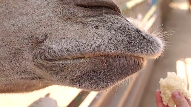 骆驼吃面包的特写。视频素材