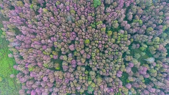 头顶拍摄的粉红色的花樱花，樱花，在热带山脉在富洛美洛，罗伊省，泰国。视频下载