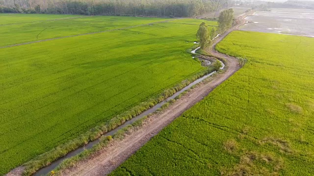 航拍水稻梯田在一个美丽的日子与阳光和长阴影在农村地区视频下载