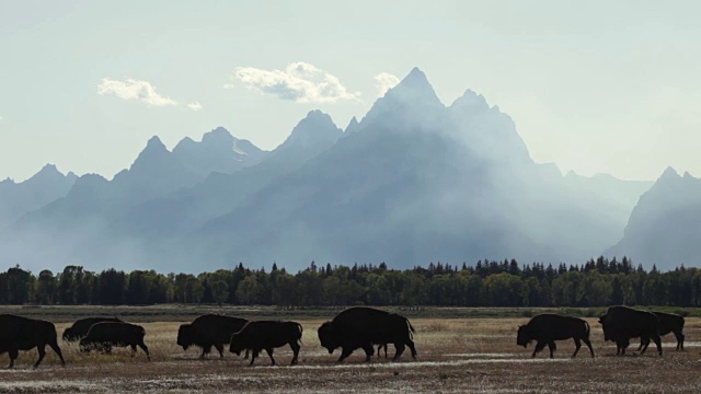 怀俄明州大提顿国家公园的野牛群在森林大火的烟雾中剪影视频下载