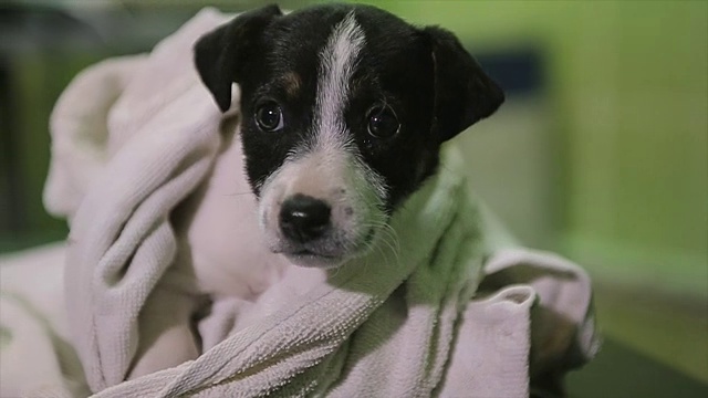 可爱的混血小狗第一次在兽医视频下载