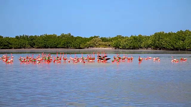 墨西哥尤卡坦半岛拉加托斯生物圈保护区的美国火烈鸟视频下载