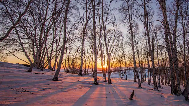 金色的阳光之间的树木在白桦林在冬季傍晚日落视频下载