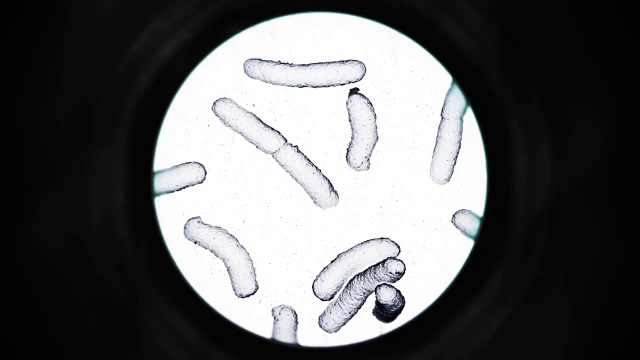 显微镜下的细菌-白色视频素材