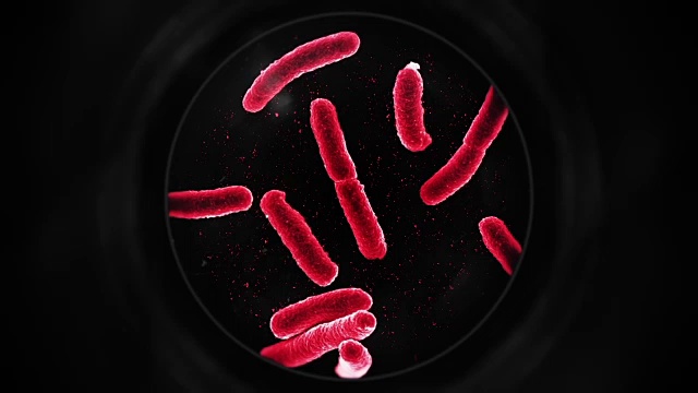 显微镜下的细菌-红色视频素材