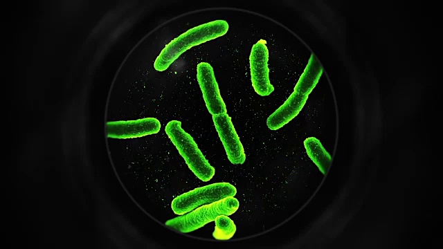 显微镜下的细菌-绿色视频素材