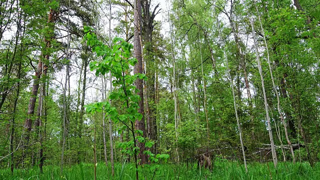 雨后美丽的野生森林。视频下载