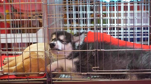 狗在笼子里无聊，小狗在笼子里睡觉，视频下载