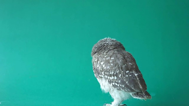 美丽的斑点猫头鹰在吃绿色的背景，视频下载