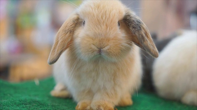 兔子兔子宝宝高清镜头视频下载
