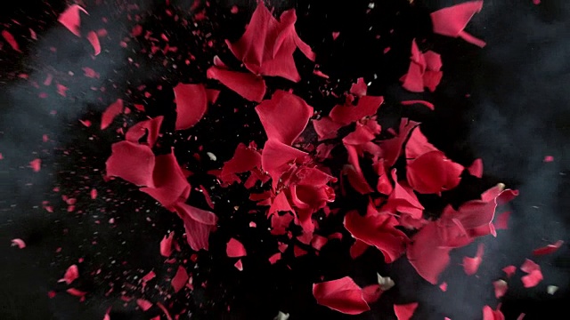 紅玫瑰花在超慢鏡頭中爆炸視頻素材