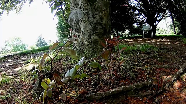 安静的花园树枝在风中视频下载