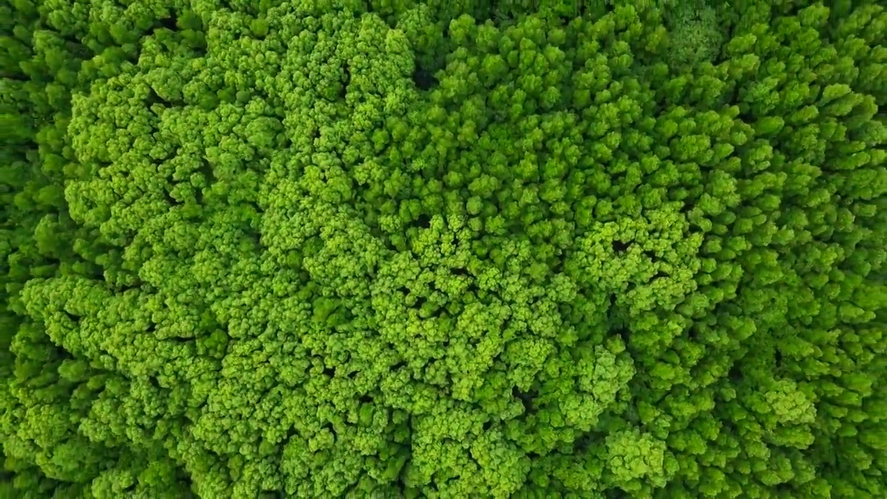 泰國的常青樹和紅樹林鳥瞰圖視頻素材