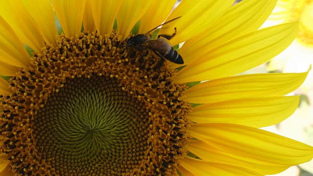 向日葵上蜜蜂的特写视频下载