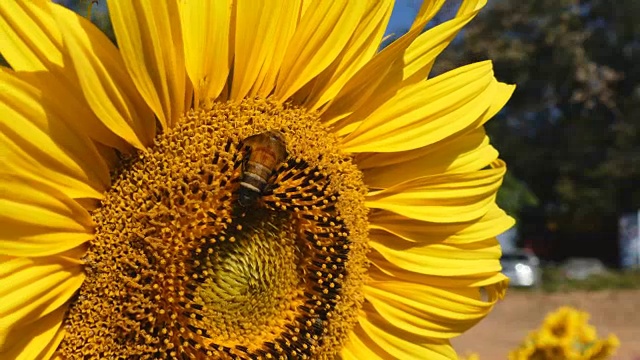 蜜蜂在向日葵上工作视频下载
