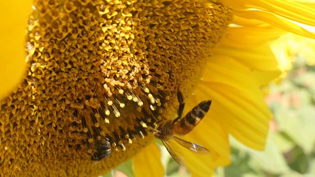 向日葵工作蜜蜂蓝天明媚阳光灿烂的天气近视频下载