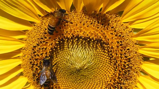 向日葵花和大黄蜂收集花粉的小蜜蜂。视频下载