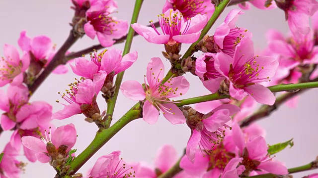 粉红色的樱花盛开了。视频下载