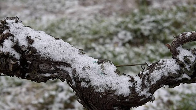 白雪覆盖的葡萄园，波尔多葡萄园视频素材