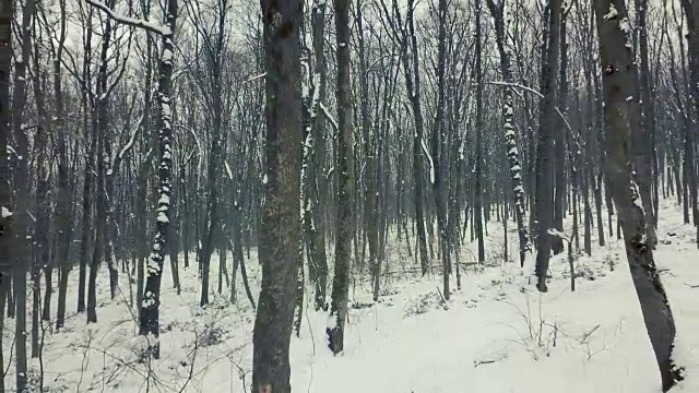 冬天在森林里散步。冬天的森林小路。稳定的观点。视频下载