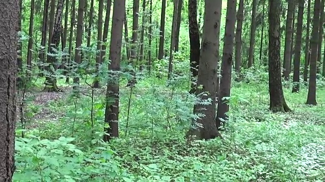 森林中树木的水平全景图。视频使用的原始高清斯坦尼康镜头视频下载
