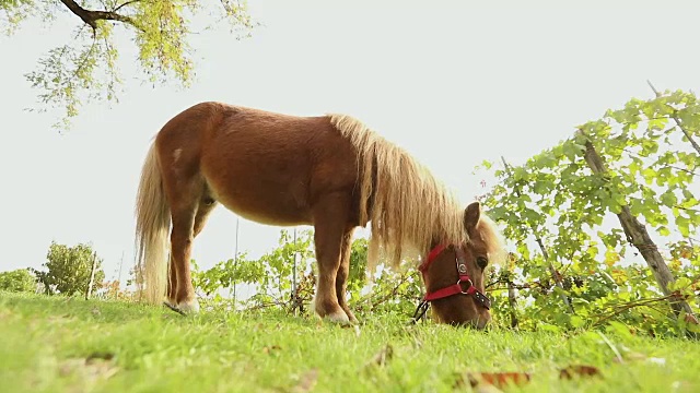 棕色小马在草地上吃草，小马吃草，特写视频下载