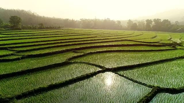 4k无人机航拍视频。日出时的稻田。视频下载