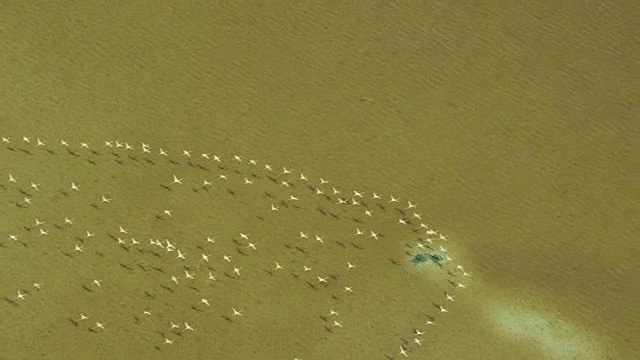 火烈鸟飞越水面的航拍图视频素材