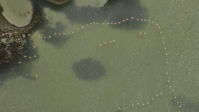 一大群火烈鸟飞过水面视频素材